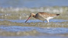 Pfuhlschnepfe (Limosa lapponica) ...