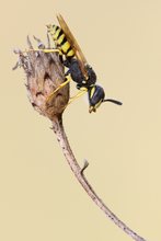 Philanthus triangulum