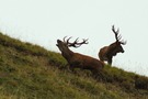 Kapitale im Gebirge