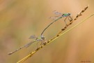 Lestes virens