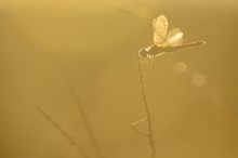 Libelle im Gegenlicht