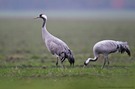 Kranich (Grus grus)