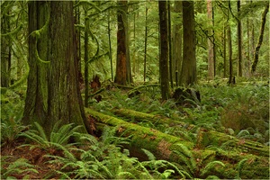 Cathedral Grove