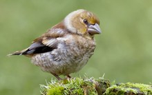 Kernbeisser Jungvogel