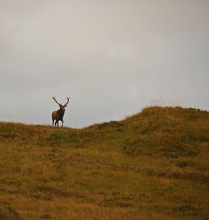 schottischer Rothirsch