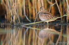 Bekassine (Gallinago gallinago)