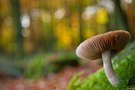 Herbstpilz