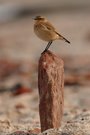 Stonehenge - Wheatear