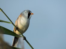 männliche Bartmeise im Morgenlicht