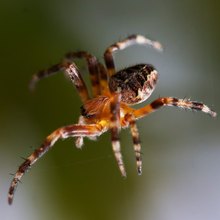 Kreuzspinne oder Körbchenspinne?