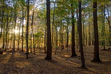 Herbstwald