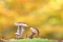 Familie Hallimasch im herbstlichen Buchenwald