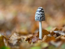 Im Herbstlaubmeer