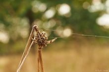 Die Wäscheleine ist gespannt