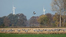 Moderne Herbstlandschaft,...