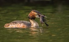 Haubentaucher mit Flusskrebs