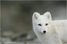 Polarfuchs Norwegen2013