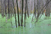 "Der ertrunkene Wald"