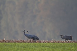 Kranichfamilie im morgentlichen Gegenlicht