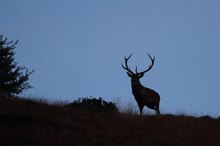 Hirsch bei Morgendämmerung