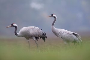 Kranich Eltern