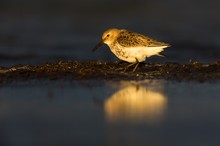 Strandläufer im letzten Licht