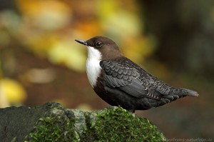 Herbstliche Wasseramsel