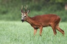 Rehbock
