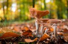 Pilze im Herbstwald