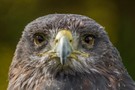 Blaubussard (Geranoaetus melanoleucus)