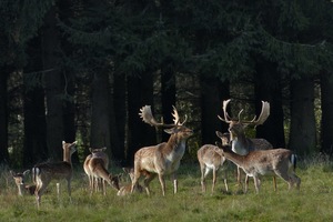 ... wer ist der Schönste im ganzen Wald.