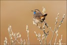 Blaukehlchen (Luscinia svecica)