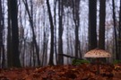 Pilz im Nebelwald