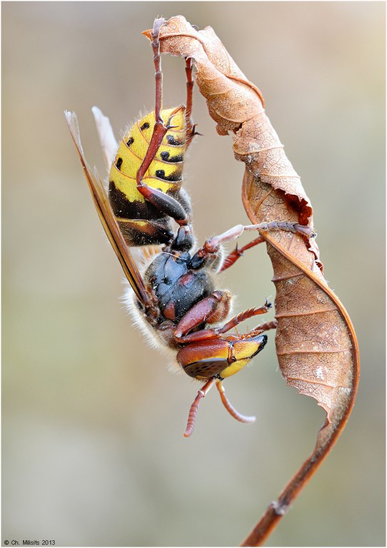 Vespa crabro