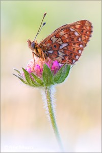 Veilchen-Perlmutterfalter (Boloria euphrosyne)