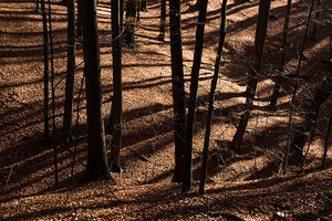 Herbstlicher Buchenwald