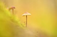 Hab ein Trio im Wald gefunden