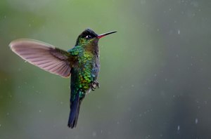 Feuerkehlkolibri (Panterpe insignis)