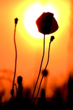 Mohn im Sonnenuntergang