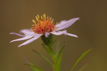 Strand-Aster