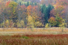 Die herbstlichen Kesselmoore von Serrahn