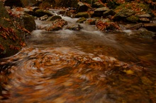 Laub im Fluss