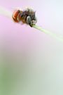 Schmuckes Bienchen