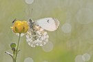 Aurorafalter (Anthocharis cardamines)