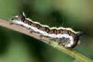 Raupe der Pfeileule (Acronicta psi)