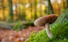 Herbstpilz