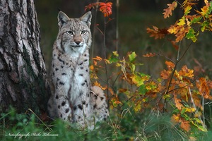 Der Luchs (Lynx)