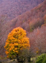 Der Baum unter Bäumen