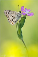 Brauner Feuerfalter - Lycaena tityrus