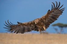 Raubadler  (Aquila rapax)